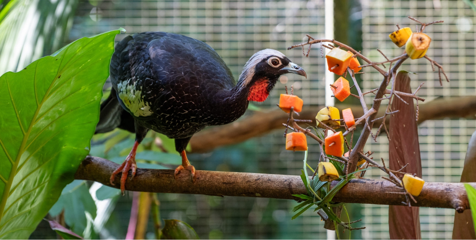 Zoo do Refúgio Biológico Bela Vista passa a integrar rede da Azab
