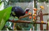 Zoo do Refúgio Biológico Bela Vista passa a integrar rede da Azab