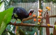 Zoo do Refúgio Biológico Bela Vista passa a integrar rede da Azab