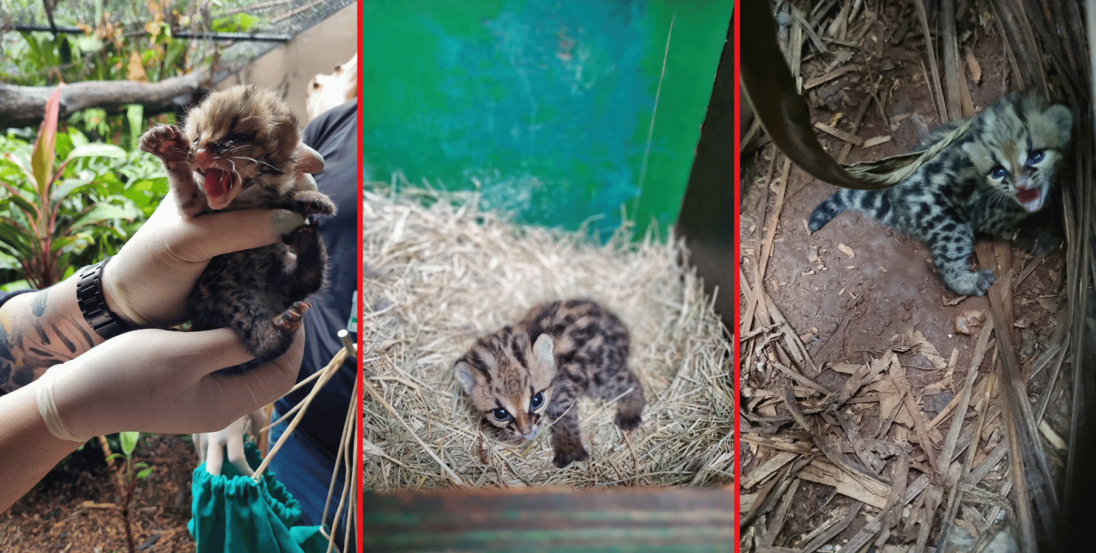 Itaipu celebra nascimento de filhote de gato-maracajá
