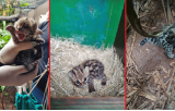 Itaipu celebra nascimento de filhote de gato-maracajá