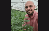 Cânhamo: ativo bilionário estratégico para a bioeconomia e o agronegócio