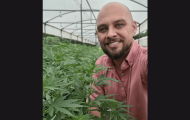 Cânhamo: ativo bilionário estratégico para a bioeconomia e o agronegócio