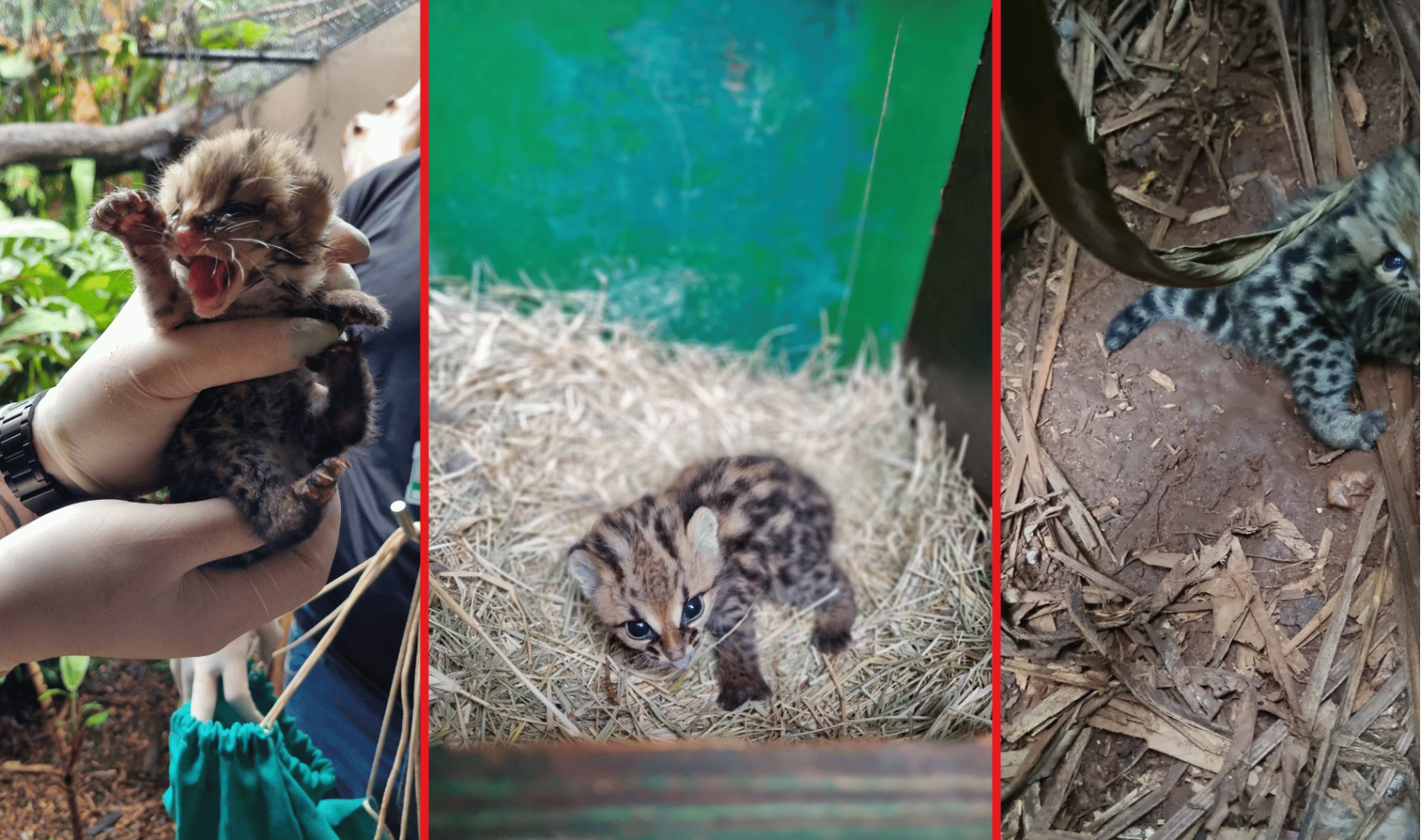 Itaipu celebra nascimento de filhote de gato-maracajá