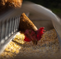 Avicultura paranaense bate seu próprio recorde e completa uma década como o maior exportador de carne de frango