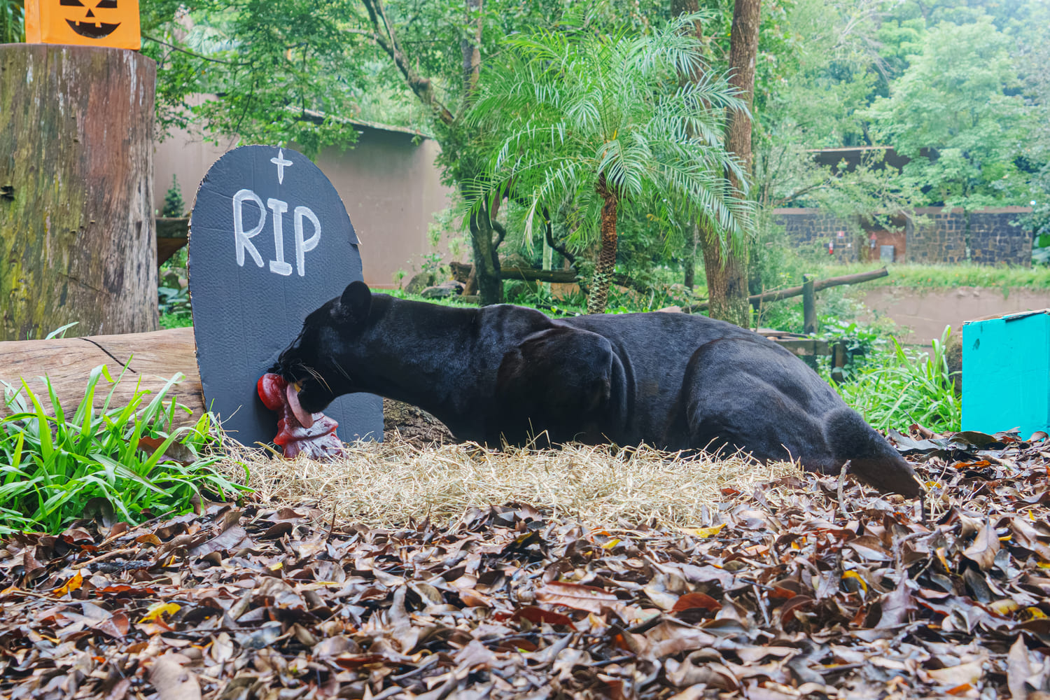 Animais do Refúgio Biológico da Itaipu entram no clima do Dia do Saci e Halloween